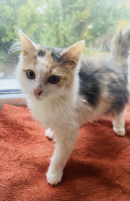 Дівчинка стерилізована  в надійну родину