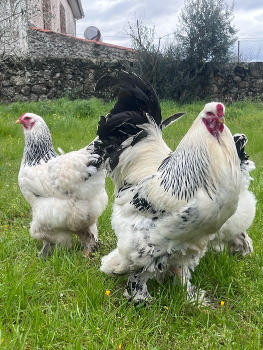 Ovos para incubação - Brahma Light