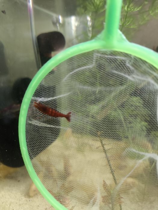 Neocaridina Red davidi