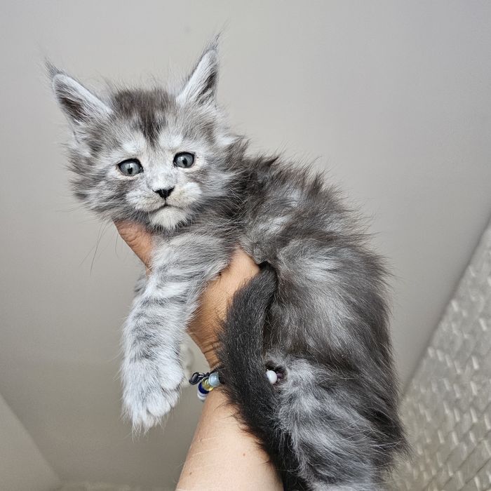 Kocurek Maine coon rodowód Fpl