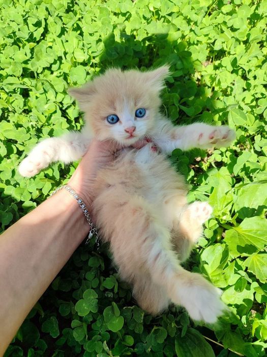 Котенок длинношерстный британский