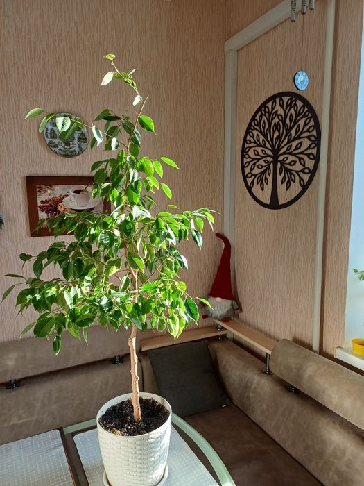 Продам фікус Бенжаміна