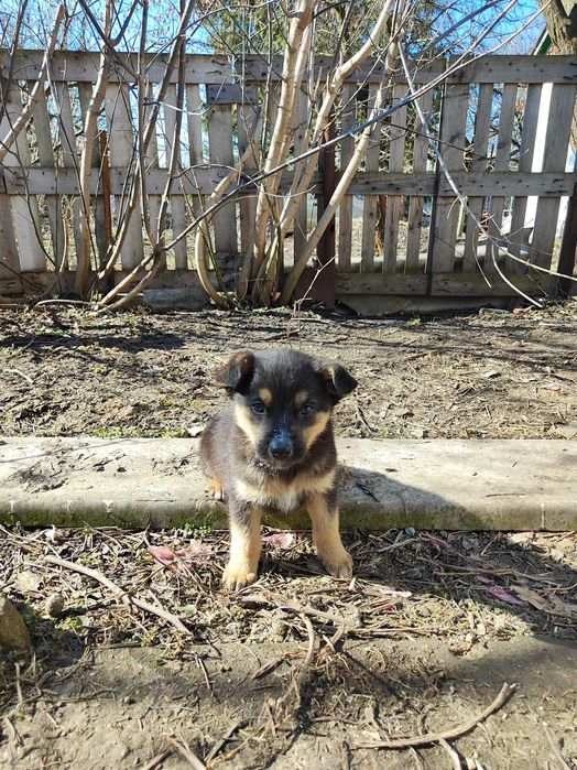 Отдам в добрые руки щенки 4 мальчика и 1 девочка