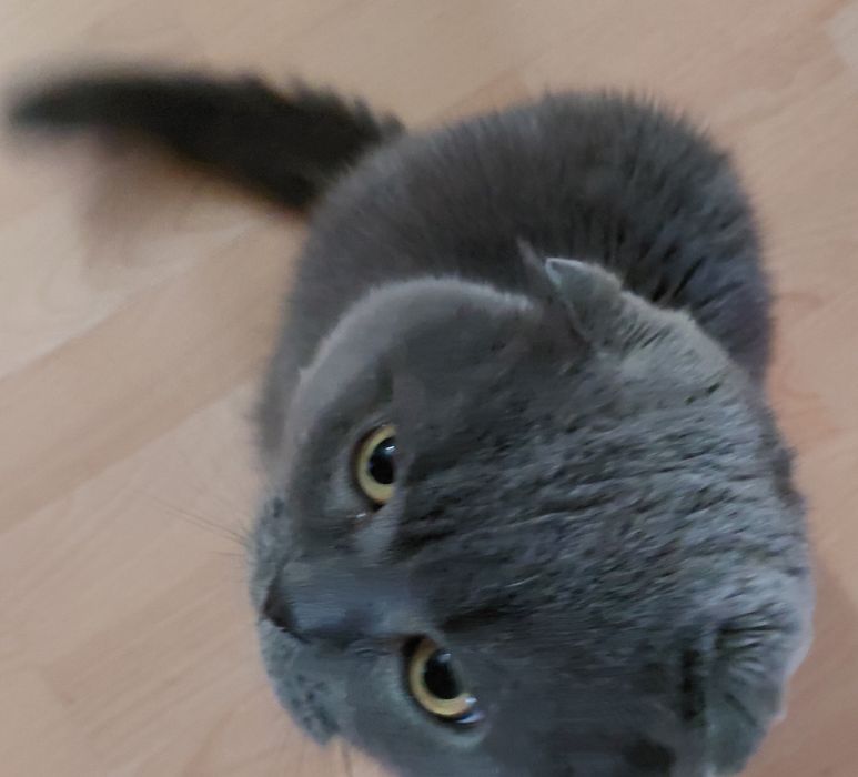 Животные Отдам  кот