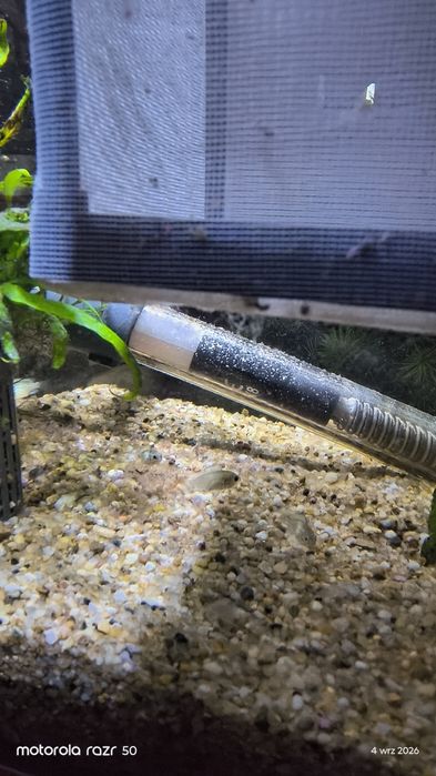 Pielęgnica akara blue electric i zebra leucystyczna różowa