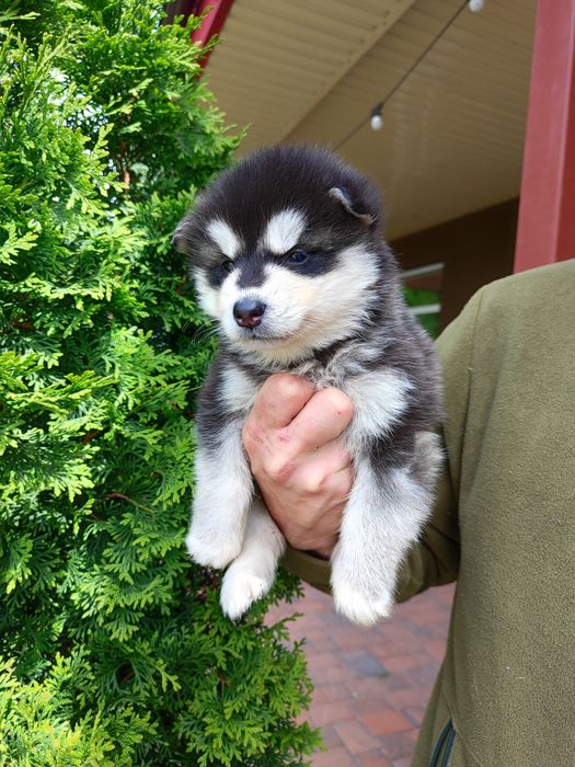 Классная девочка- готова к переезду