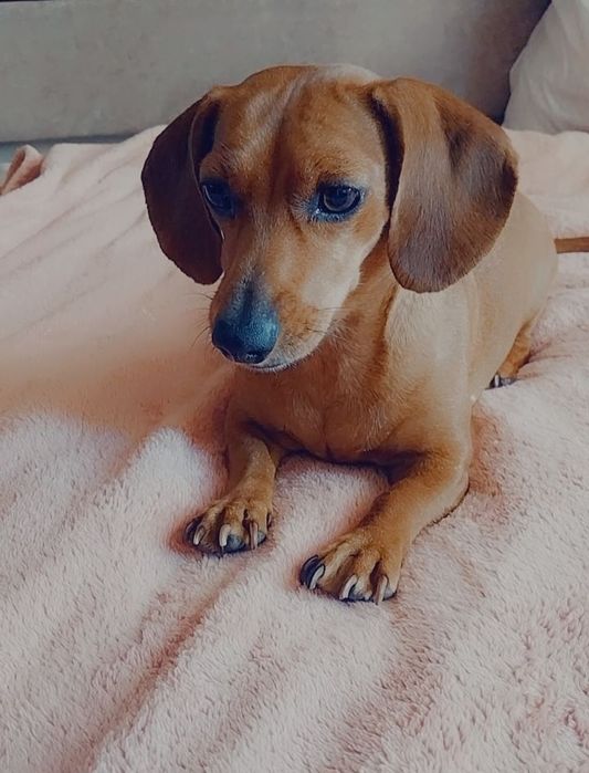 Віддам безкоштовно карликову таксу в добрі руки