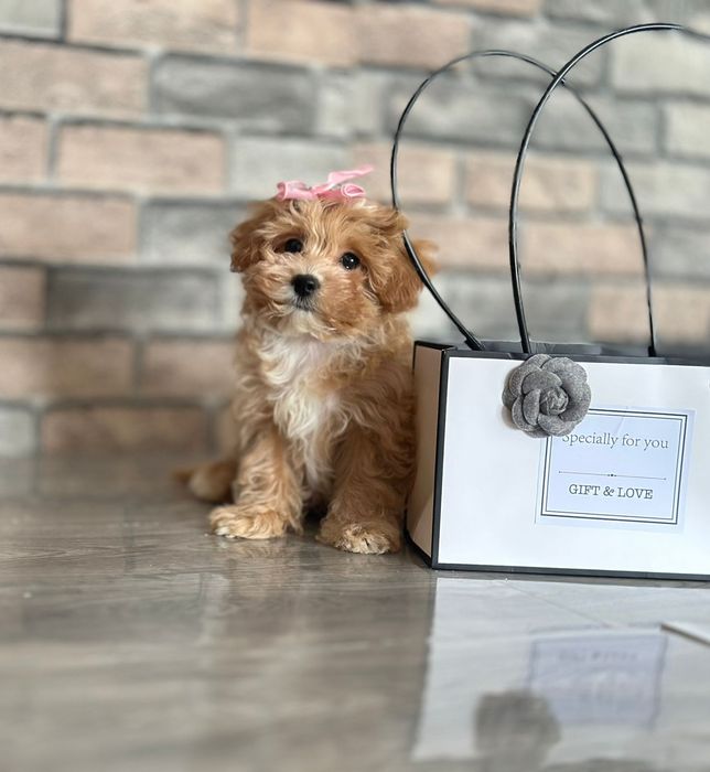 Мальтіпу міні і мікро — цуценята для поціновувачів. Мальтипу