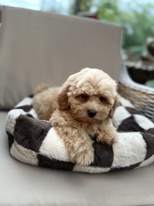 Maltipoo f1 suczka pudel toy red & maltańczyk
