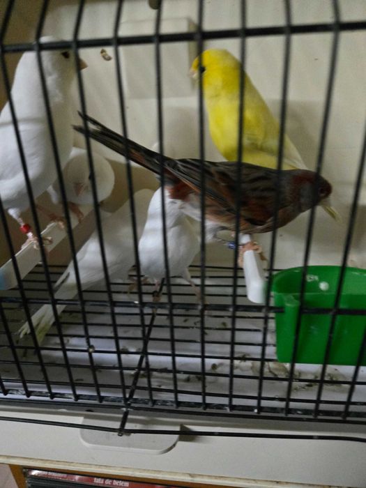 Canarios brancos recessivos 2024 e 2025