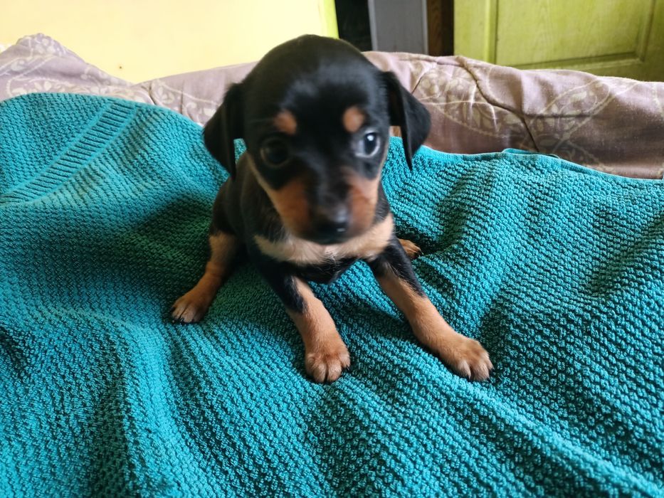 Той тер'єр дівчинка