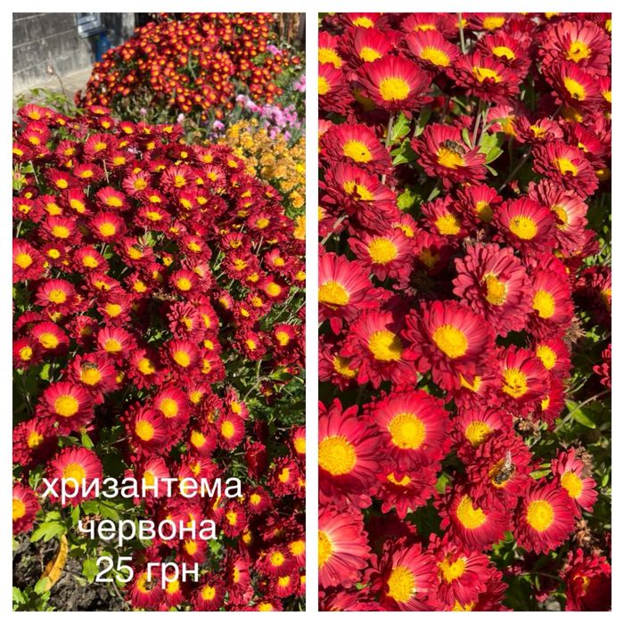 Хризантема, сентябринка, айстра