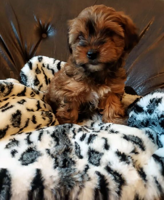 Śliczny piesek maltańczyk