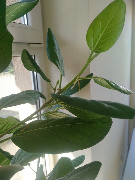 Fikus bengalski ok. 100 cm.