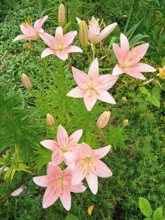 продаю  шикарные  лилии