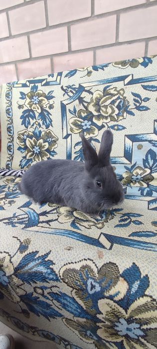 Віденський голубий