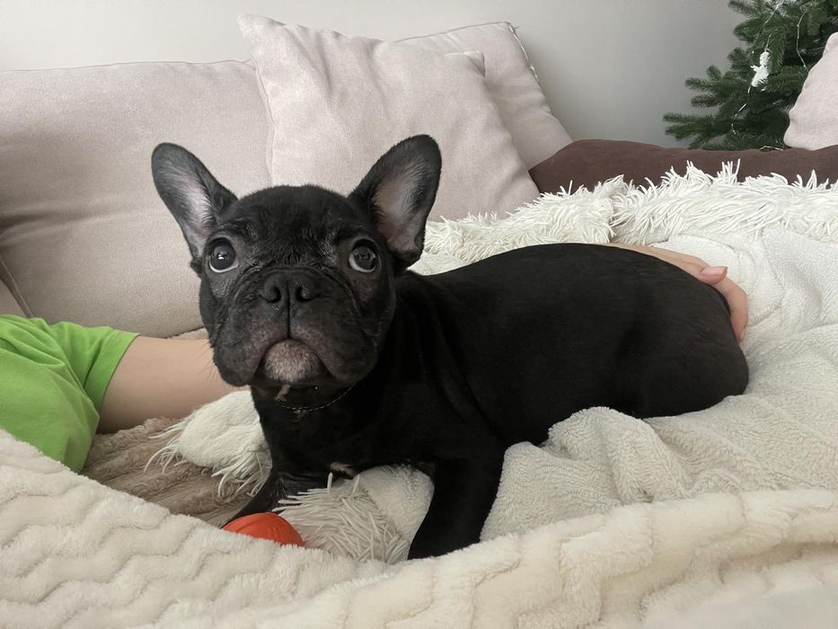 Французики Чистокровні хлопчики та дівчатка є доставка