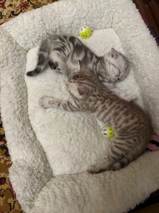 Шотландські кошенята хлопчики