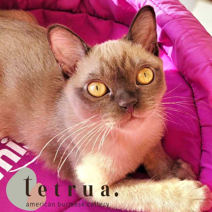 Классный парень американской бурмы Ролекс!