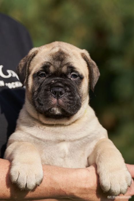 Bullmastiff szczenie