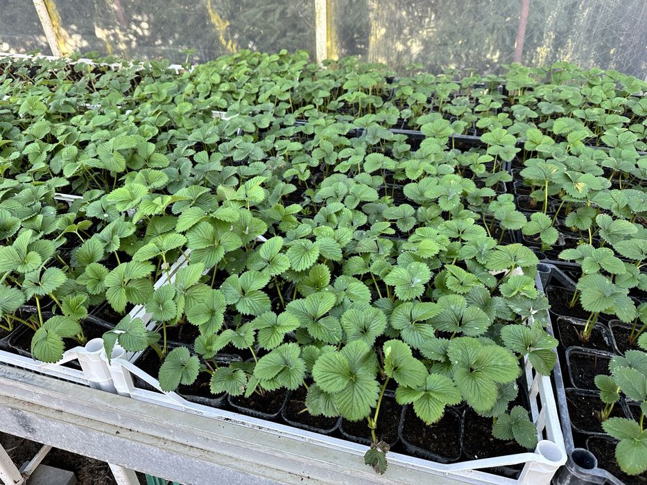 Truskawki powtarzajace san andreas