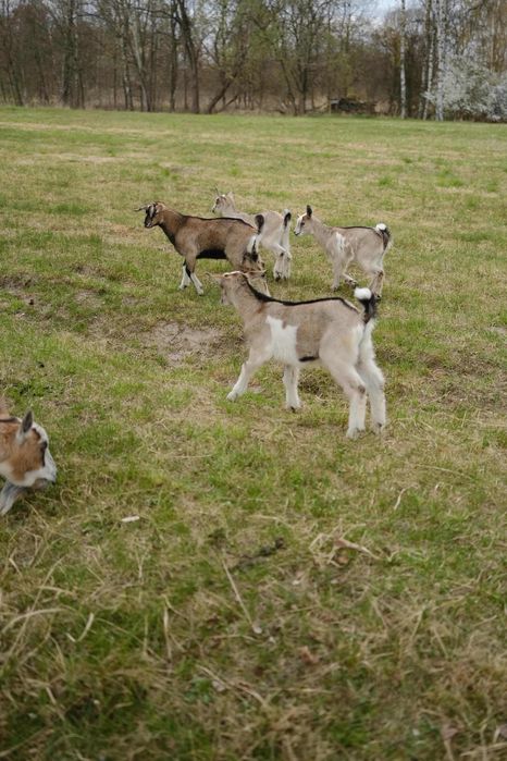 Trzy kózki i koziołek
