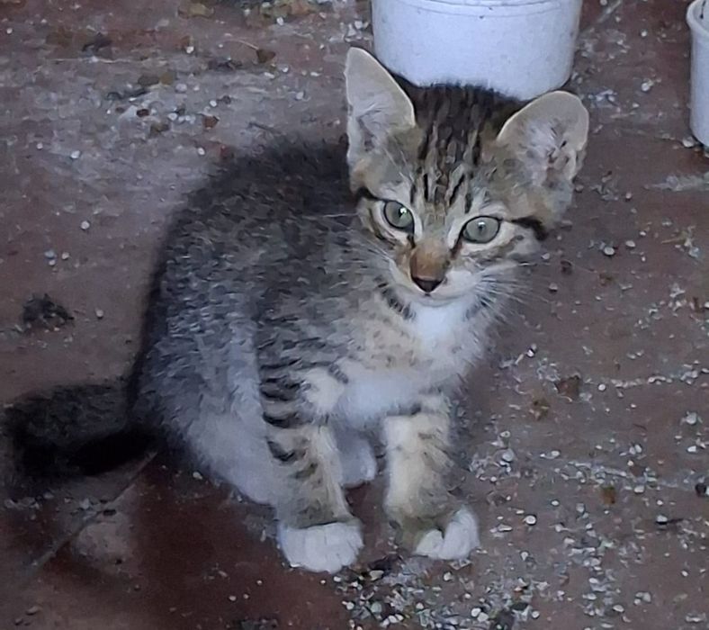 Café- gato bebé para adoção