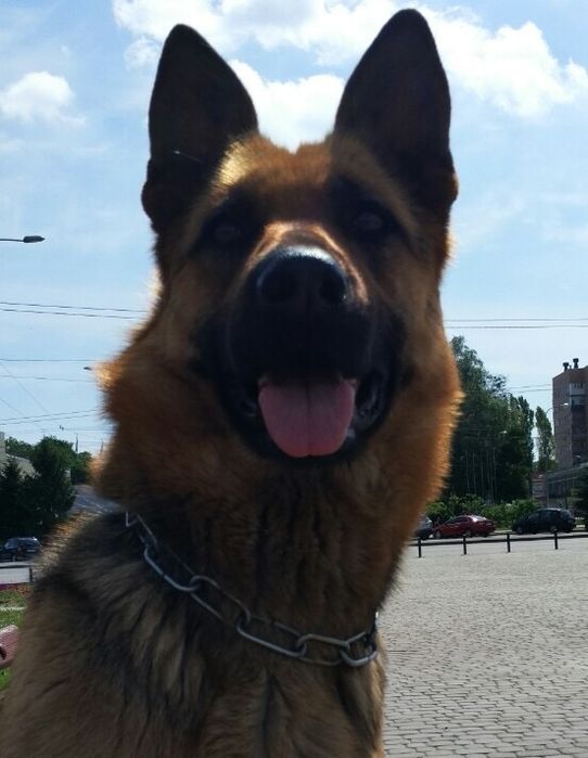 Немецкая овчарка