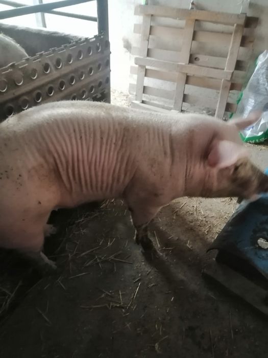 Осіменіння свиней