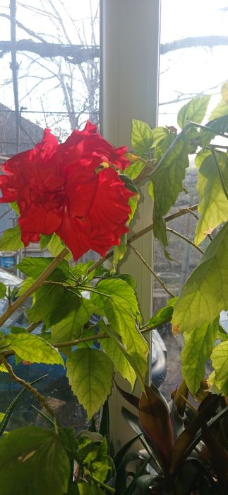 Китайская роза комнатная