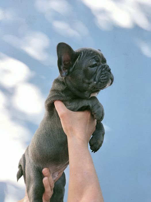 Французский бульдог