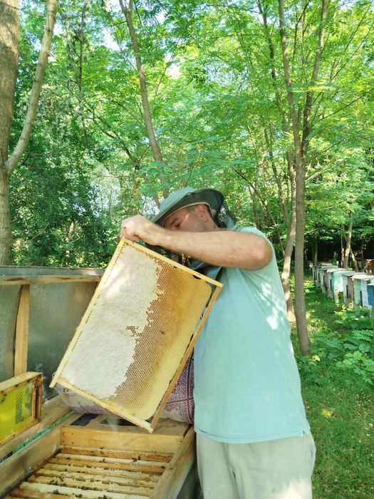 Бджоломатки, матка карпатка