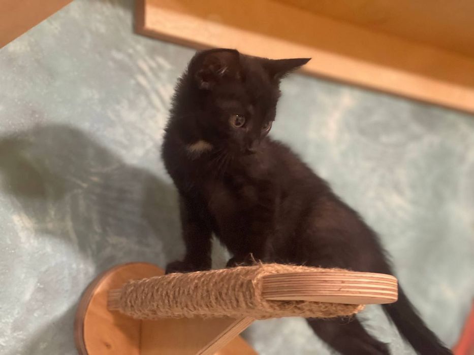Красивые котята ищют дом