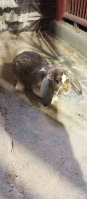 Króliki samiec baran francuski