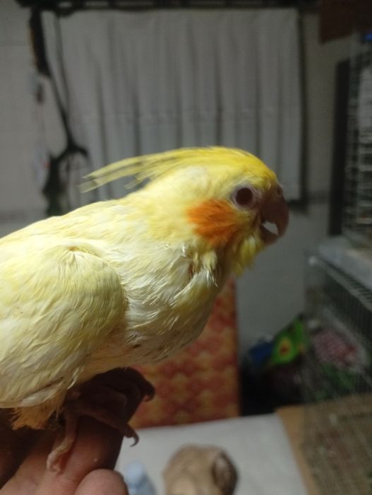 Aves domesticadas e outras...