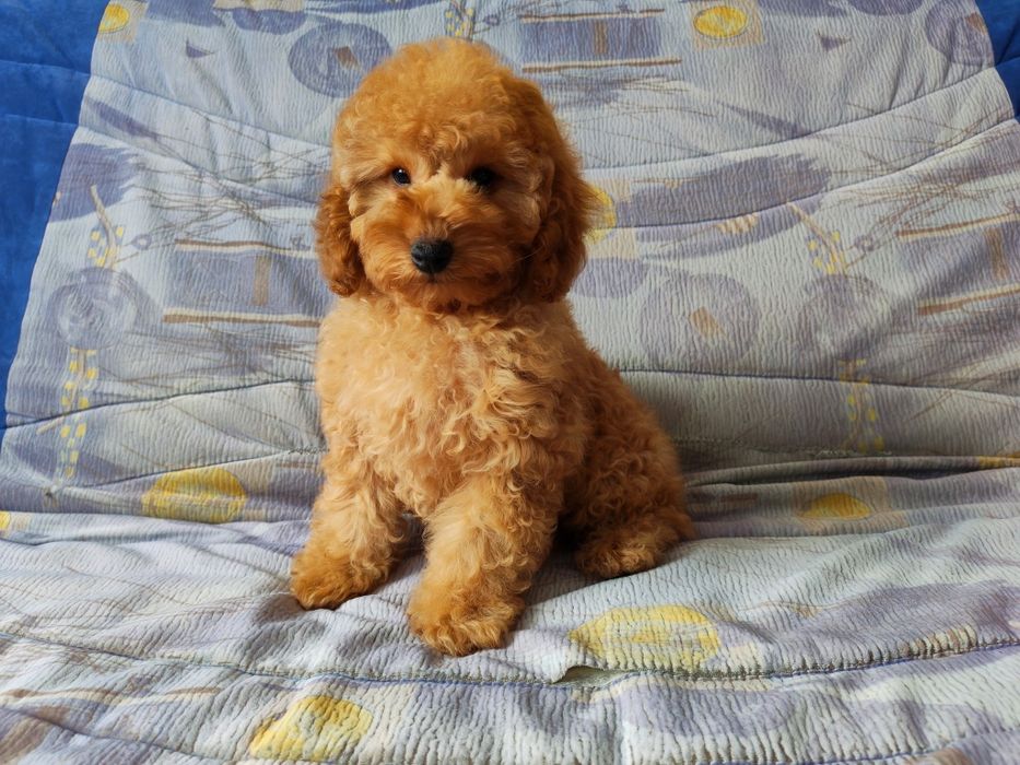 Той пудель мальчик