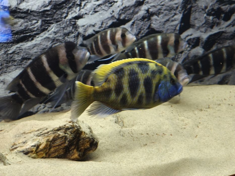 Pyszczak wspaniały- Nimbochromis venustus-  4 pyszczaki