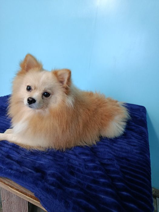 Шпіц хлопчик грайливий красунчик