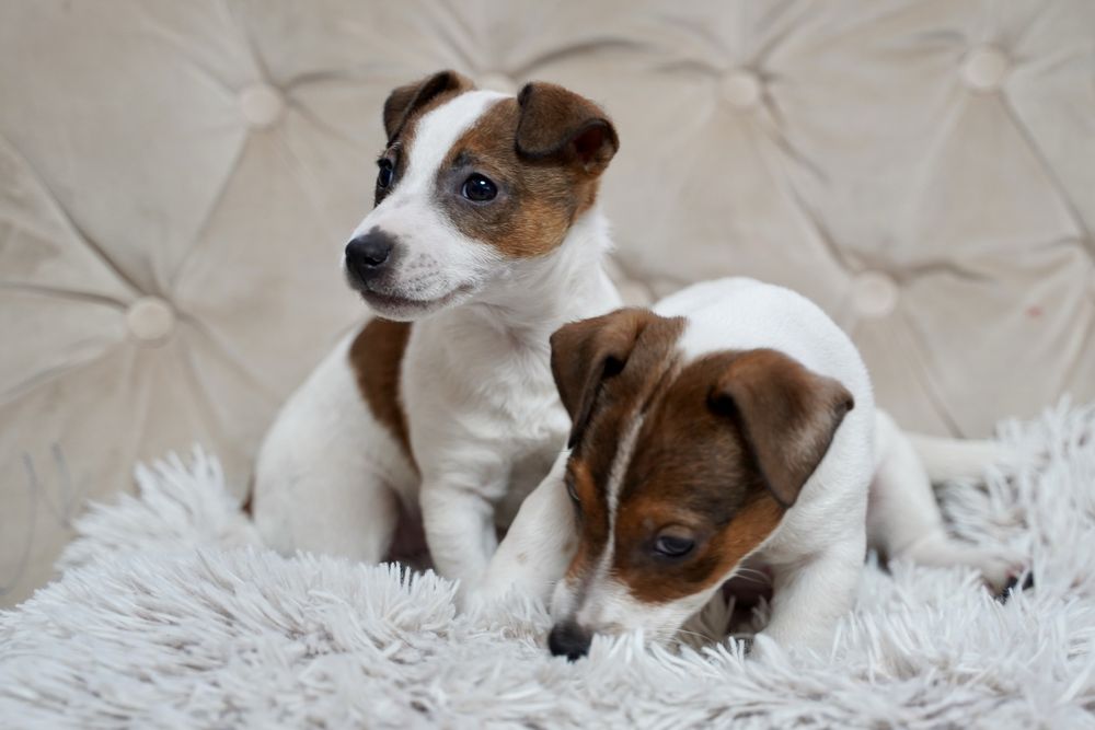 Jack Russell terrier suczka