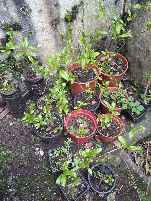 Arvores de fruto e sementes de horticolase de arvores de fruto açores