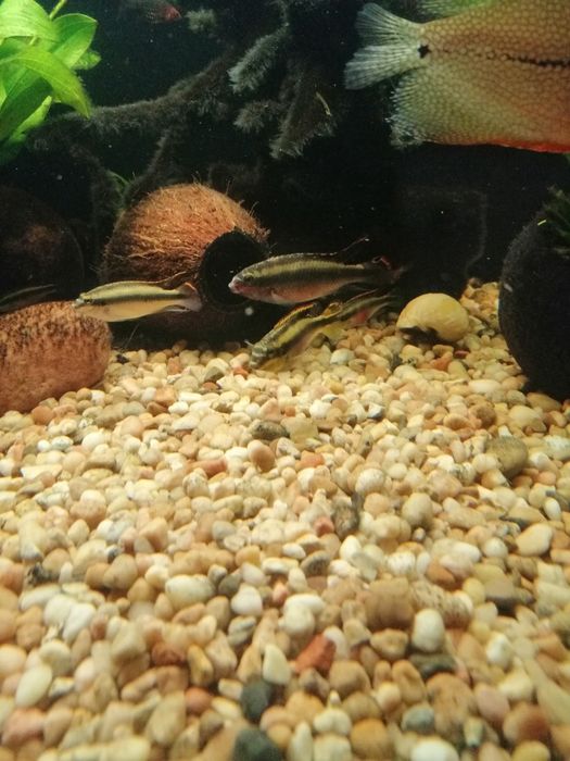 Barwniak Czerwonobrzuchy