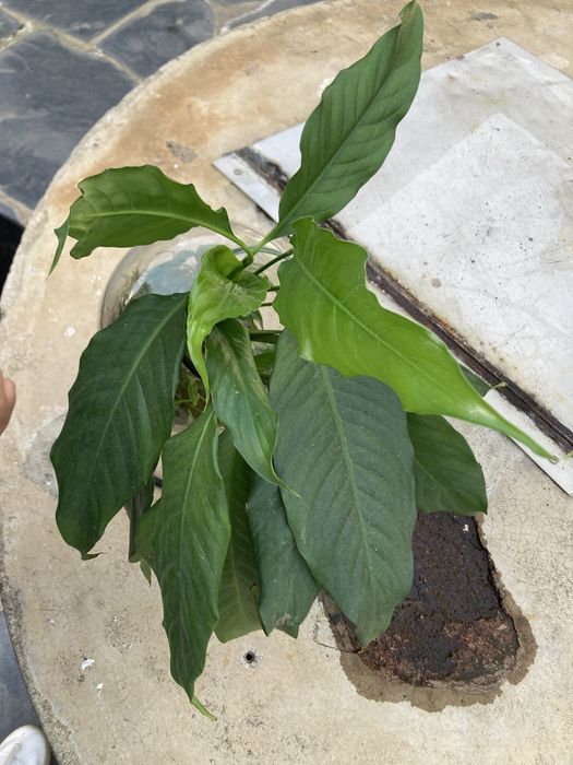 Lirio da paz planta ultima unidade