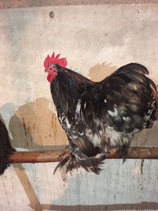 sprzedam kogutki kochin, silka