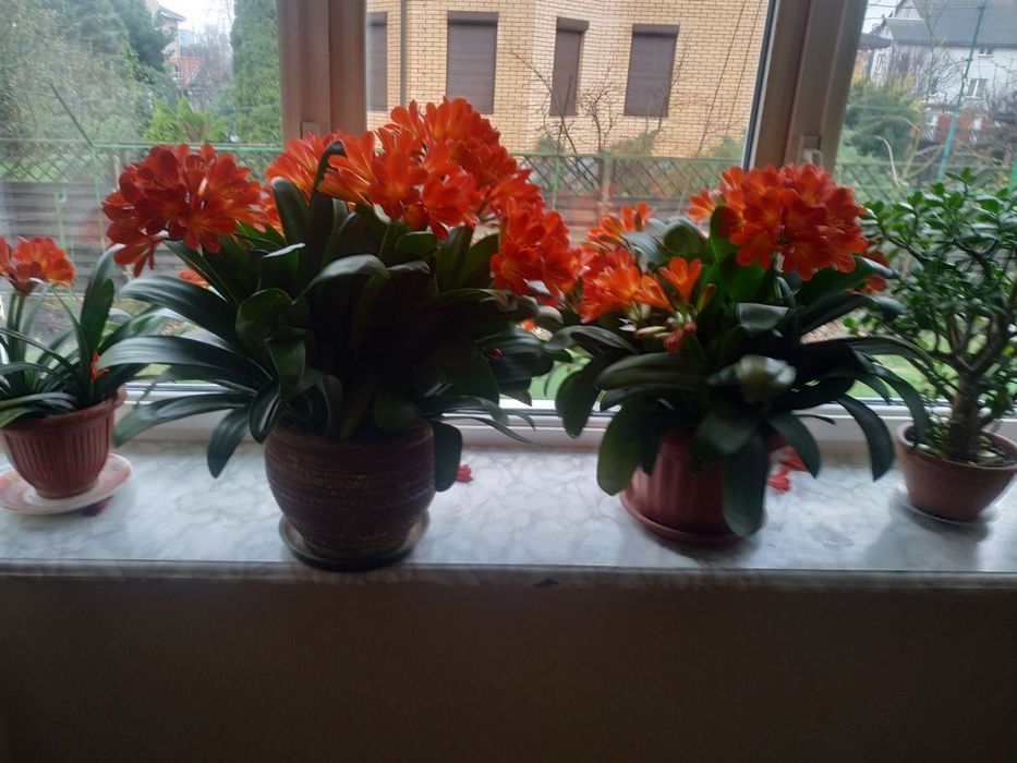 Вазон рослина Клівія