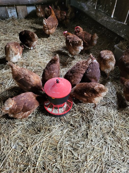 Kury nioski, zagrodowe,rosołowe,perliczki