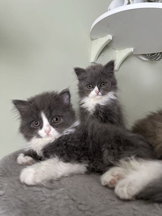 Kocur brytyjski  długowłosy