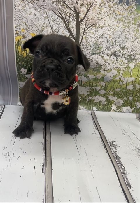 Помет щенков с документами