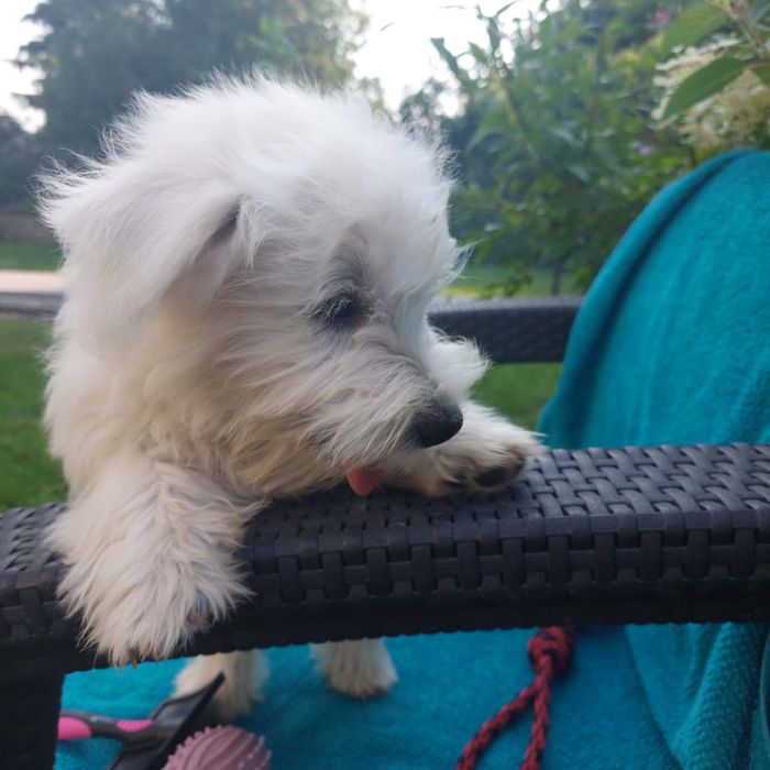 West highland white terrier szczeniak