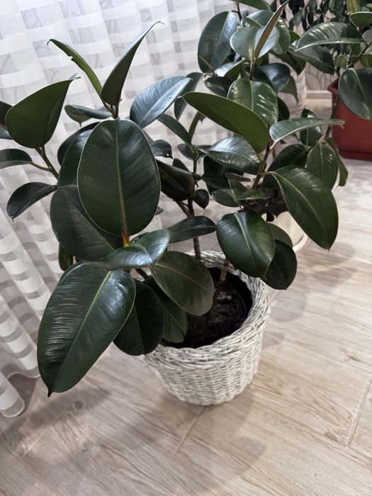 Фікуси для дому або офісу