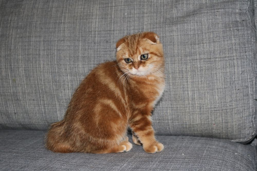 Gatinha femea  scottish fold golden